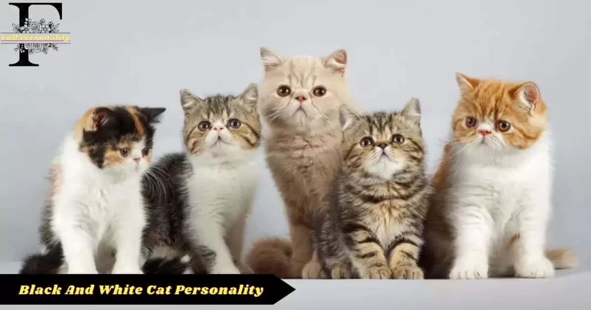 Black And White Cat Personality-fullepersonality.com