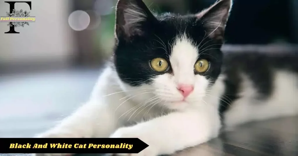 Black and White Cats-fullpersonality.com