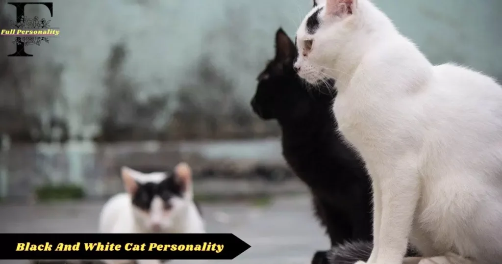  Cats Special-fullpersonality.com